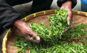how-to-make-neem-oil-spray-for-plants-at-home-hindi