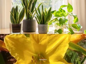 Ghar Ki Hawa Ko Shuddh Banane Wale 5 Best Air-Purifying Plants