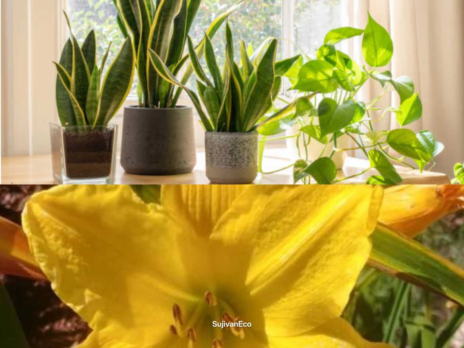 Ghar Ki Hawa Ko Shuddh Banane Wale 5 Best Air-Purifying Plants