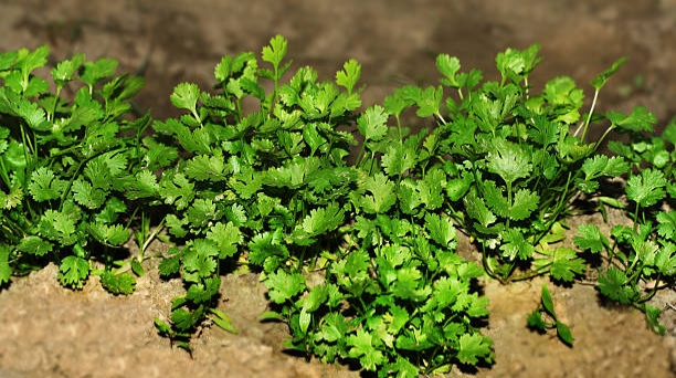 घर पर हरा-भरा धनिया कैसे उगाएं? Step-by-Step Guide