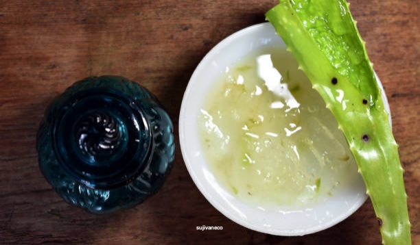 एलोवेरा जेल: घर पर शुद्ध Aloe Vera Gel कैसे निकालें और इसके 5 जबरदस्त फायदे