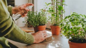 Kitchen Gardening Kaise Shuru Karein? Beginners Ke Liye 5 Aasaan Steps