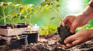 घर में टमाटर कैसे उगाए? Sujivaneco